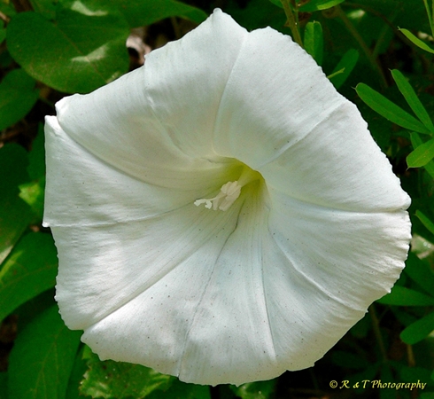 {Calystegia sericata}